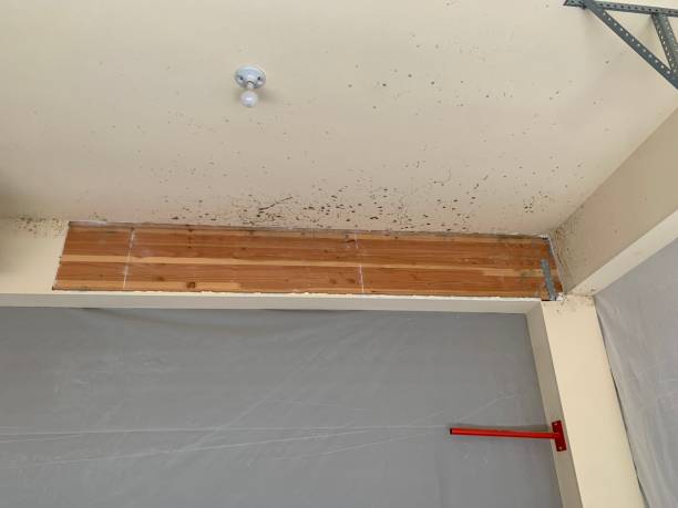 Trusted Dixmoor, IL Mold Removal Experts